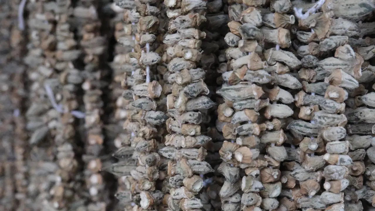 Kurutuldu, fiyatı 2 bin TL oldu! Kış sofralarının vazgeçilmezi...