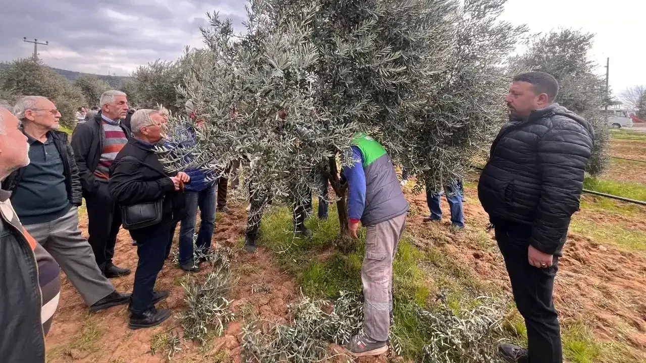 Buca Belediyesi’nden ücretsiz sertifikalı zeytin budama eğitimi