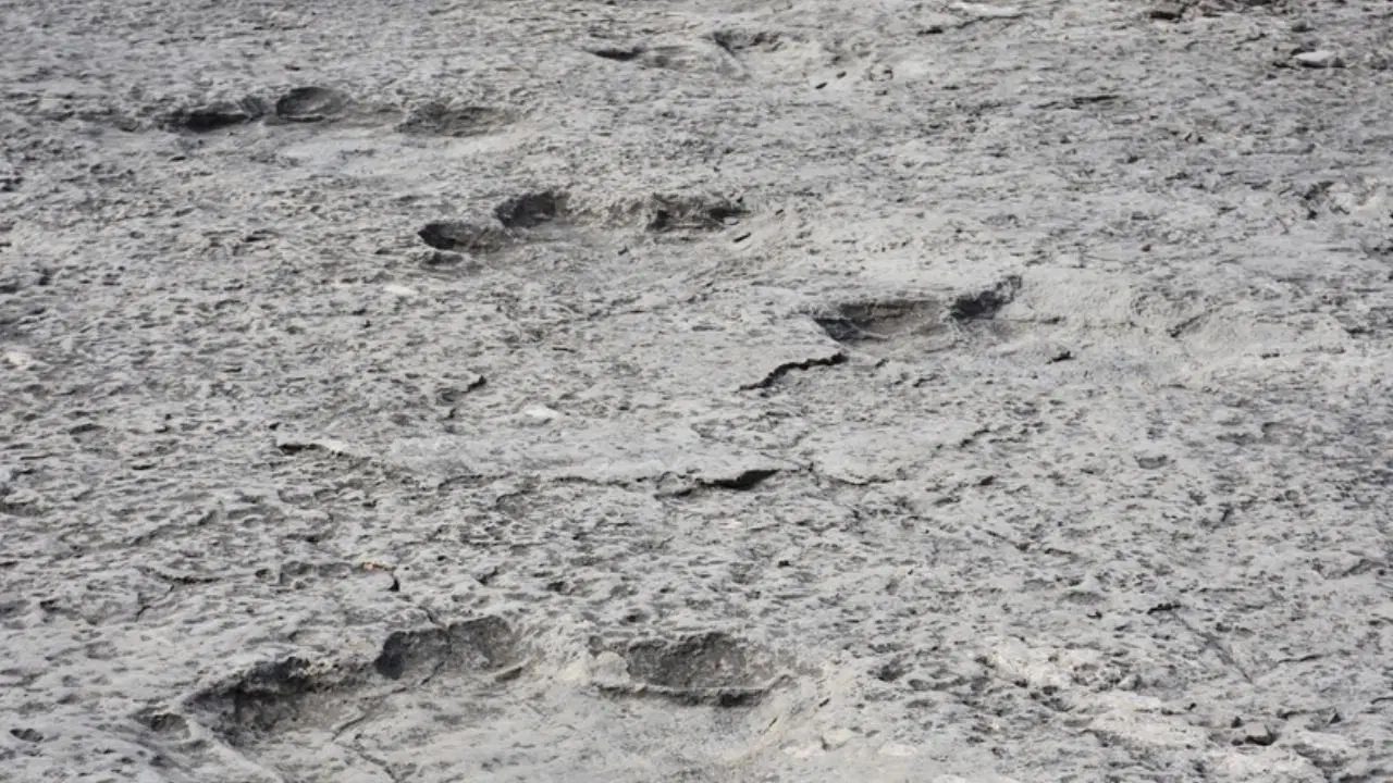 200 milyon yıl öncesinden kaldığı düşünülen binlerce dinozor ayak izi keşfedildi