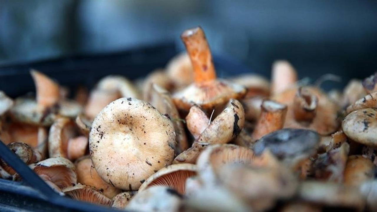 Bursa'da 7 kişi ormandan topladıkları 'mantarlardan' zehirlendi