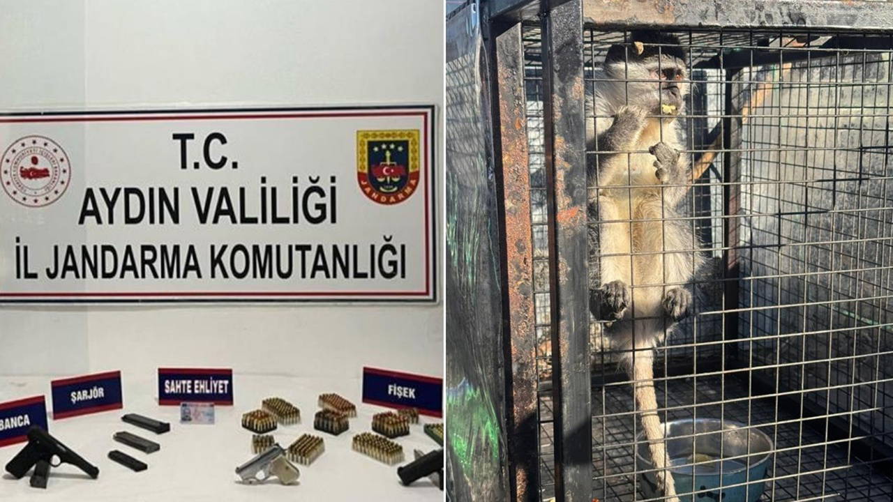 Kuşadası'nda operasyon: Ruhsatsız silah ve maymun ele geçirildi