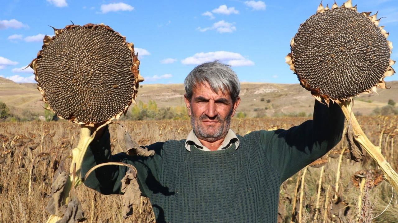 Boynunu eğen mahsuller, üreticinin yüzünü güldürdü!  Dönüm başına 300 kilo....