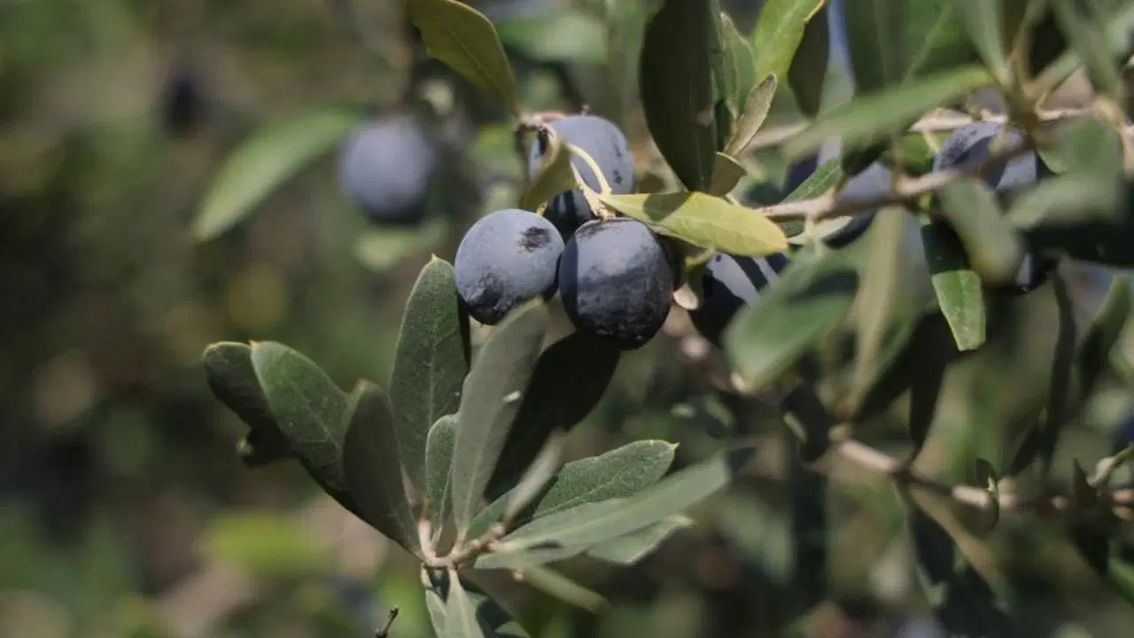Hatay'da zeytin hasadı başladı: 201 bin ton rekolte bekleniyor
