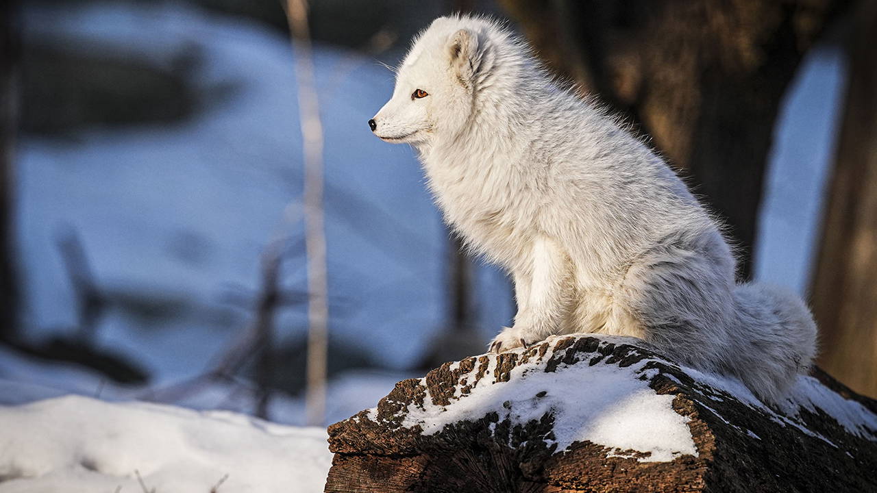 Dünyanın ilk modern açık hava müzesi: Skansen