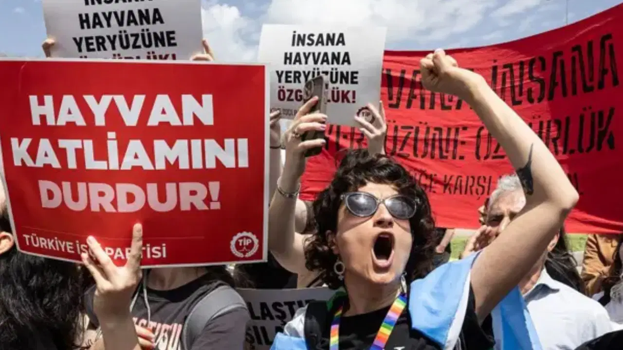 Kütahya’da kedi vahşeti: Başını ve ayaklarını kesip apartmanın önüne bıraktılar