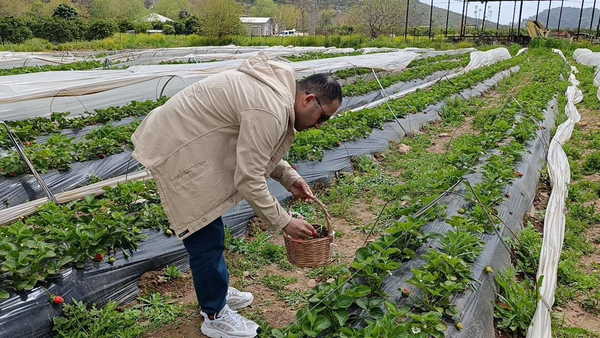 Kozan'da 'tarım turizmi' hamlesi:  Hasadı çiftçi değil, yurttaş yaptı
