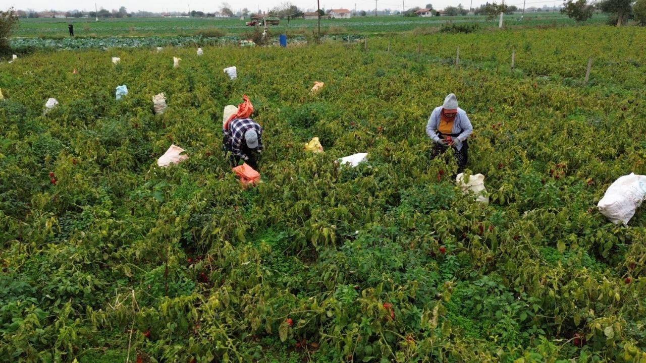 Bafra Ovası'nda hasat başladı: Dönüm başına 4 ton verim