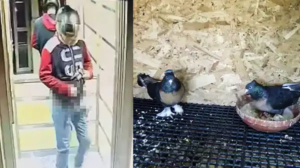Asansöre idrarını yapıp, kuşlarını çalan hırsıza seslendi: 'Güvercinlerimi geri getir!'