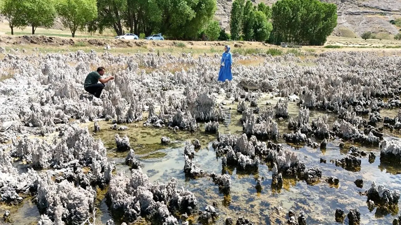 Van Gölü'nde tedirgin eden görüntü: Boyları bir metreyi aştı!