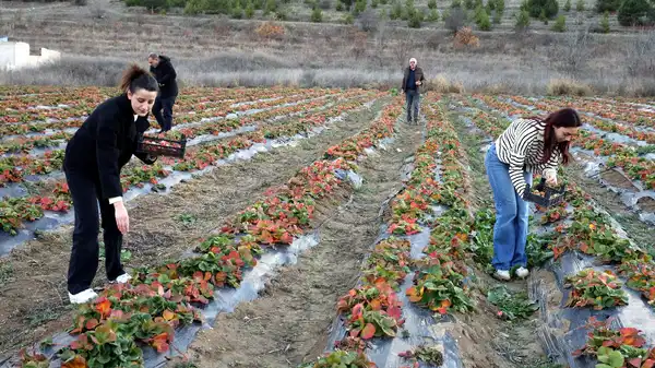 Hobi amaçlı yetiştirdi, şimdi siparişlere yetişemiyor! Pastaneler kapısında kuyruk oldu...