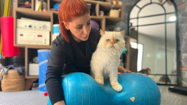 18 yaşındaki kedi pilates ve yüzme ile hayata tutundu!