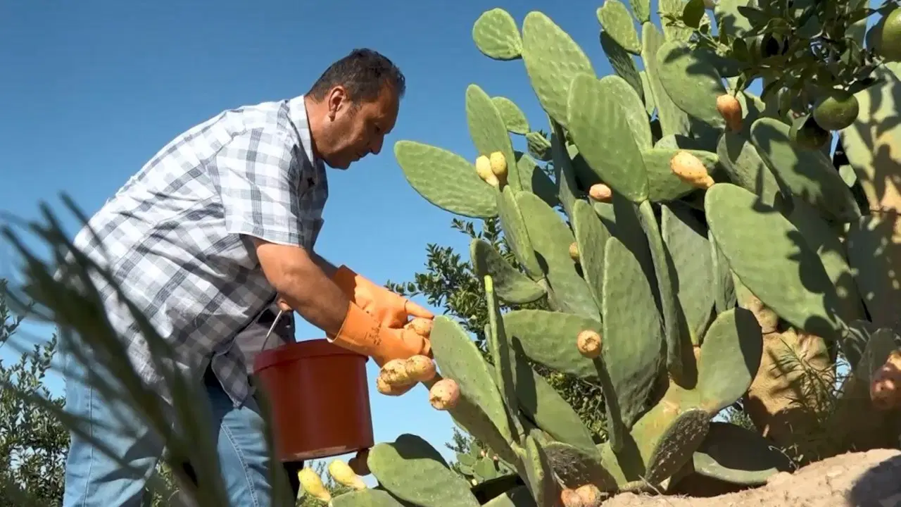 Sadece Mersin'de 25 bin tonun üzerinde üretiliyor: Su ve gübre istemiyor...