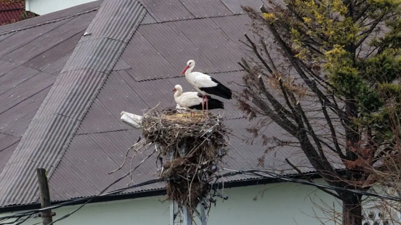 Afrika'dan göç eden Leylekler İstanbul'a ulaştı