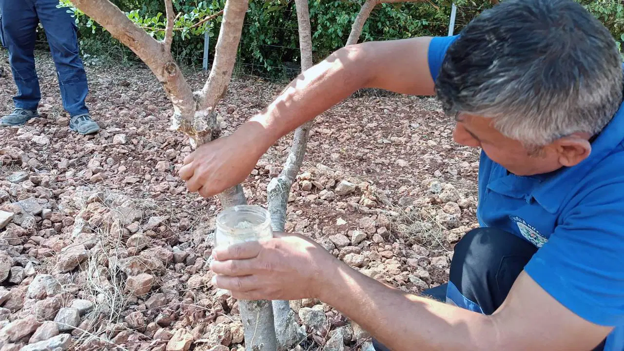Muğla’da 6 bin metrekarelik alanda ezber bozan hasat: 190 ağaçla başladı, şimdi siparişlere yetişemiyorlar!