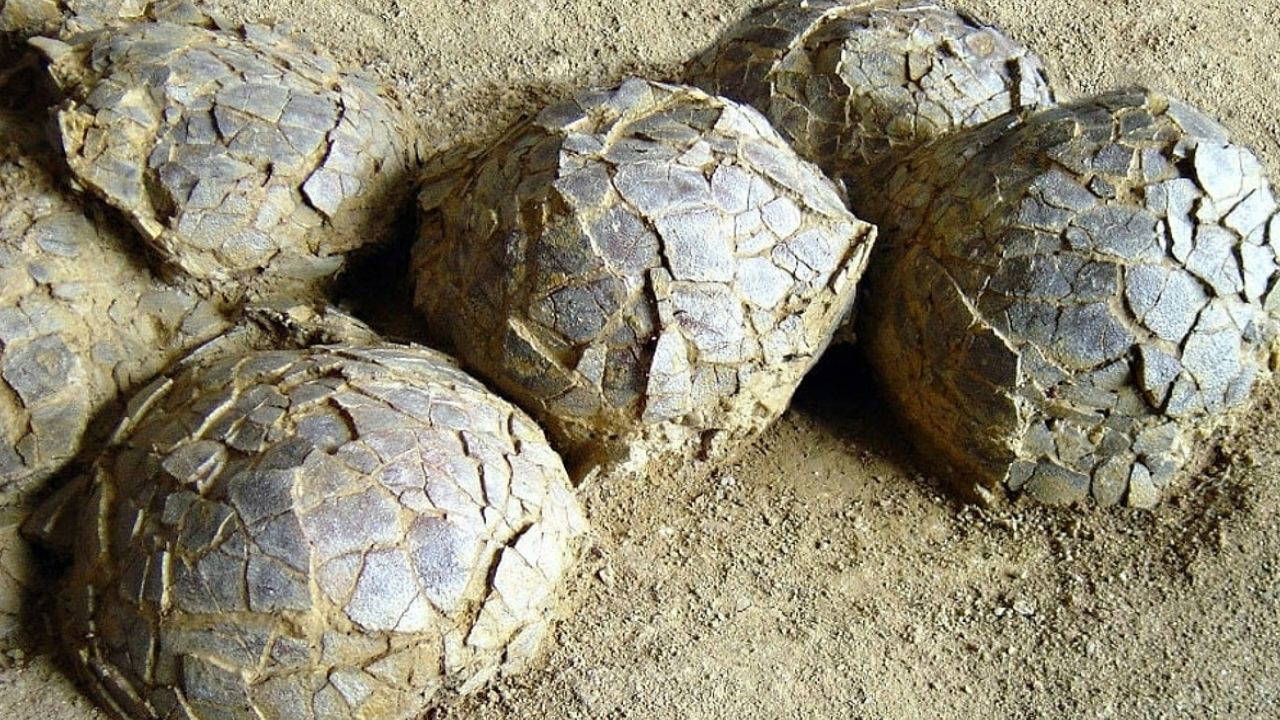 Jurassic Park gerçek mi oluyor? Fransa’da 70 milyon yıllık dev keşif