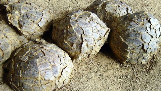Jurassic Park gerçek mi oluyor? Fransa’da 70 milyon yıllık dev keşif