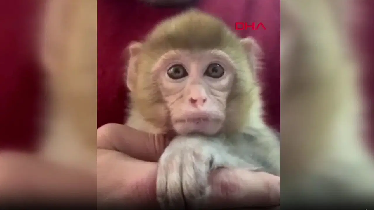 İhbarla ortaya çıktı: Yavru makak maymunu kurtarıldı