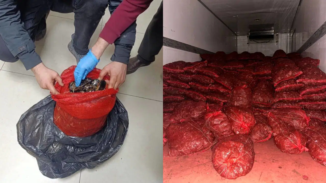 Bursa ve Balıkesir’de eş zamanlı operasyon: 10 ton midye yakalandı!