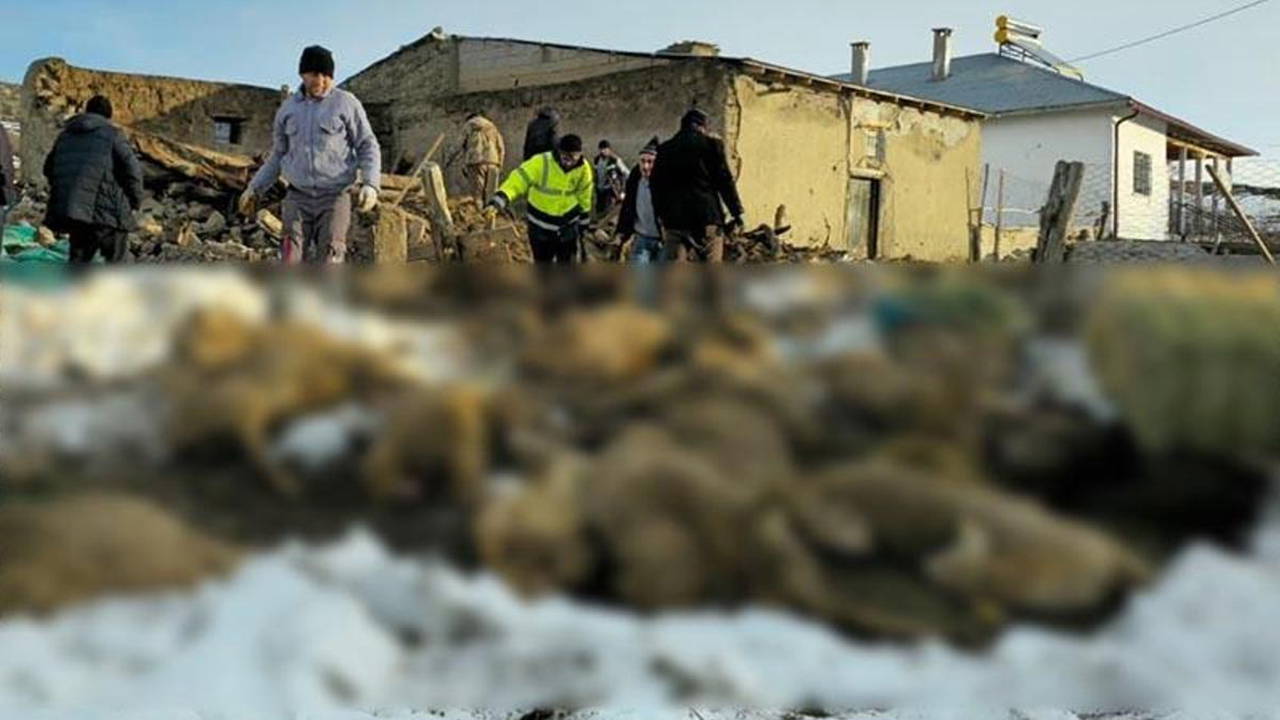 Sivas'ta üzerinde kar biriken ağıl çöktü: 40 koyun öldü