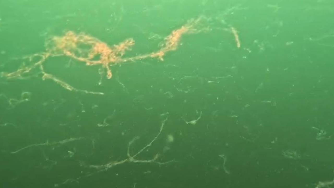 Marmara Denizi'nde alarm: Müsilaj kabusu geri döndü!