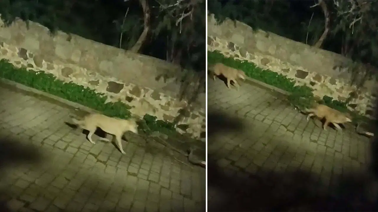 Yaban domuzlarını takip eden kurtlar gece şehir merkezlerine iniyor