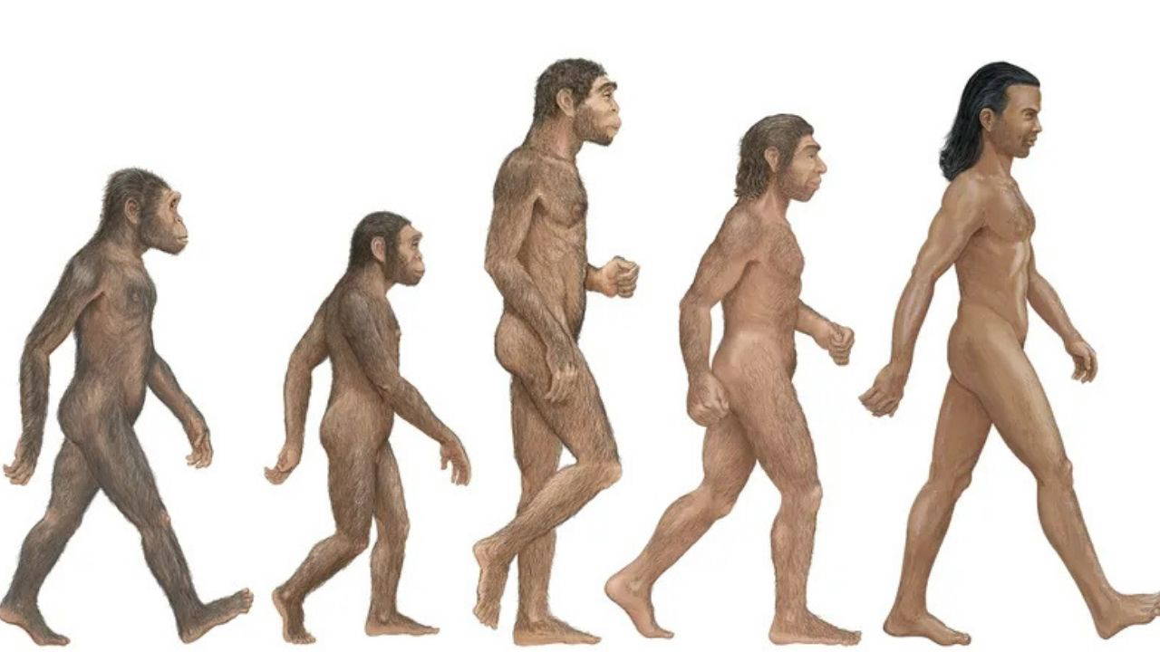 İnsanlık tarihini değiştiren genetik keşif: Büyüme ve kas yapısını etkileyen Neandertal mirası ortaya çıkarıldı