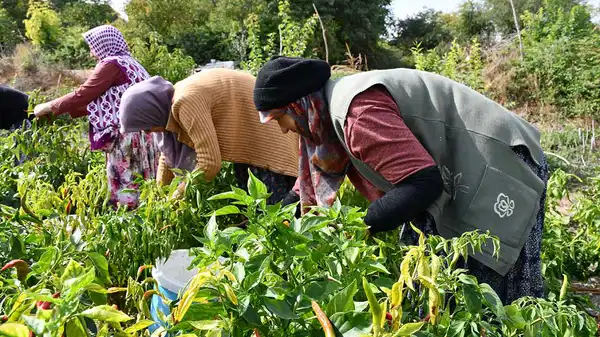 Bilecik'in tescilli lezzetinde üretim alanı azaldı: Köyün geçim kaynağı...