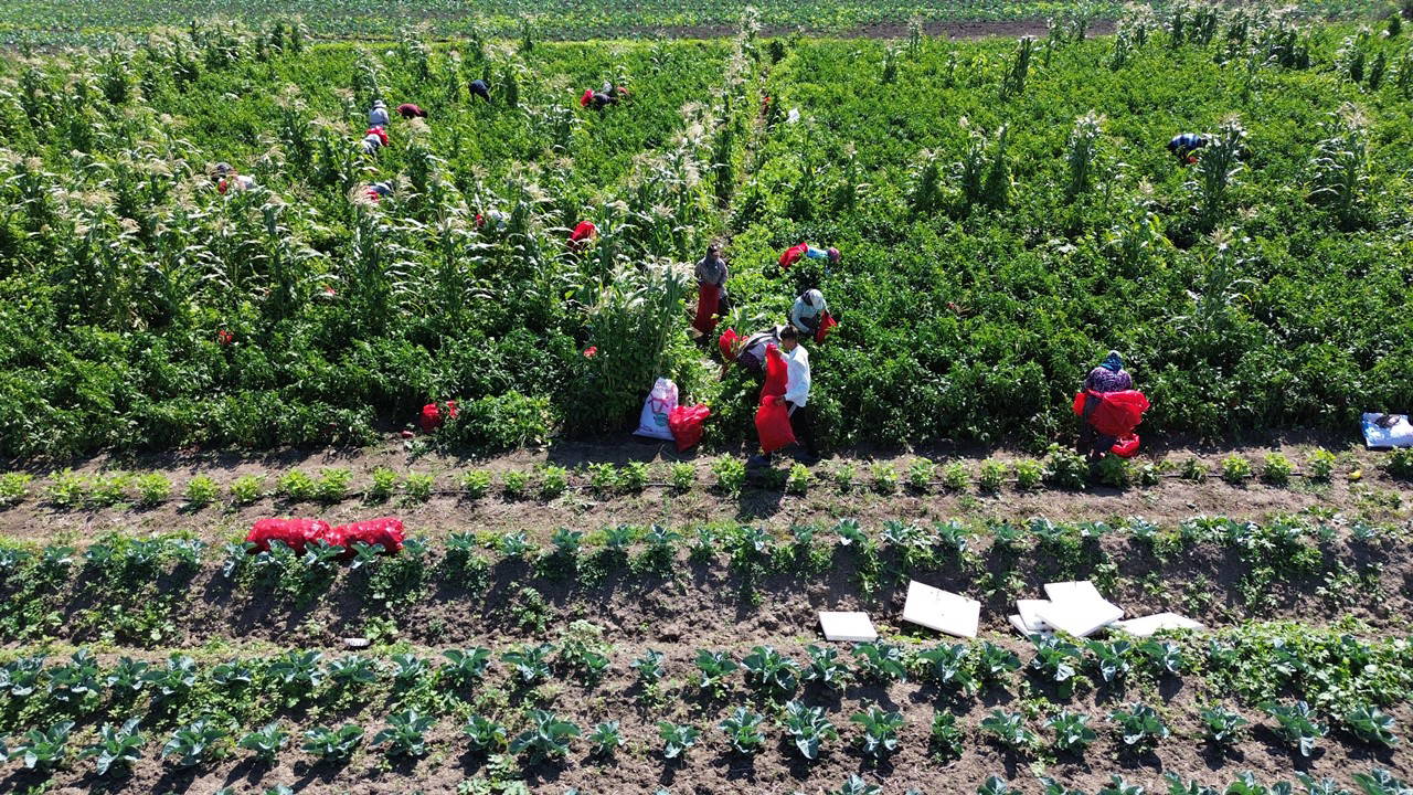 Bafra Ovası'nda hasat başladı: Avrupa ülkelerine kasa kasa gönderiliyor...