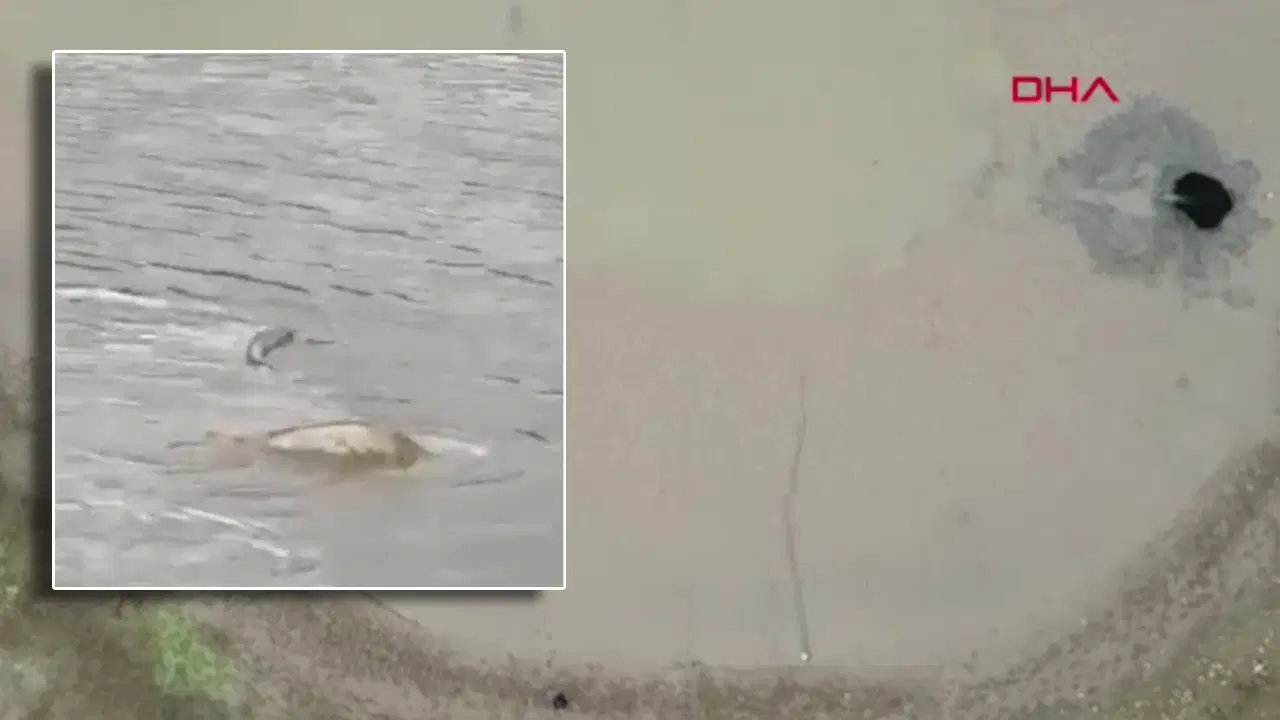 Göletin suyu boşalınca balıklar açıkta kaldı