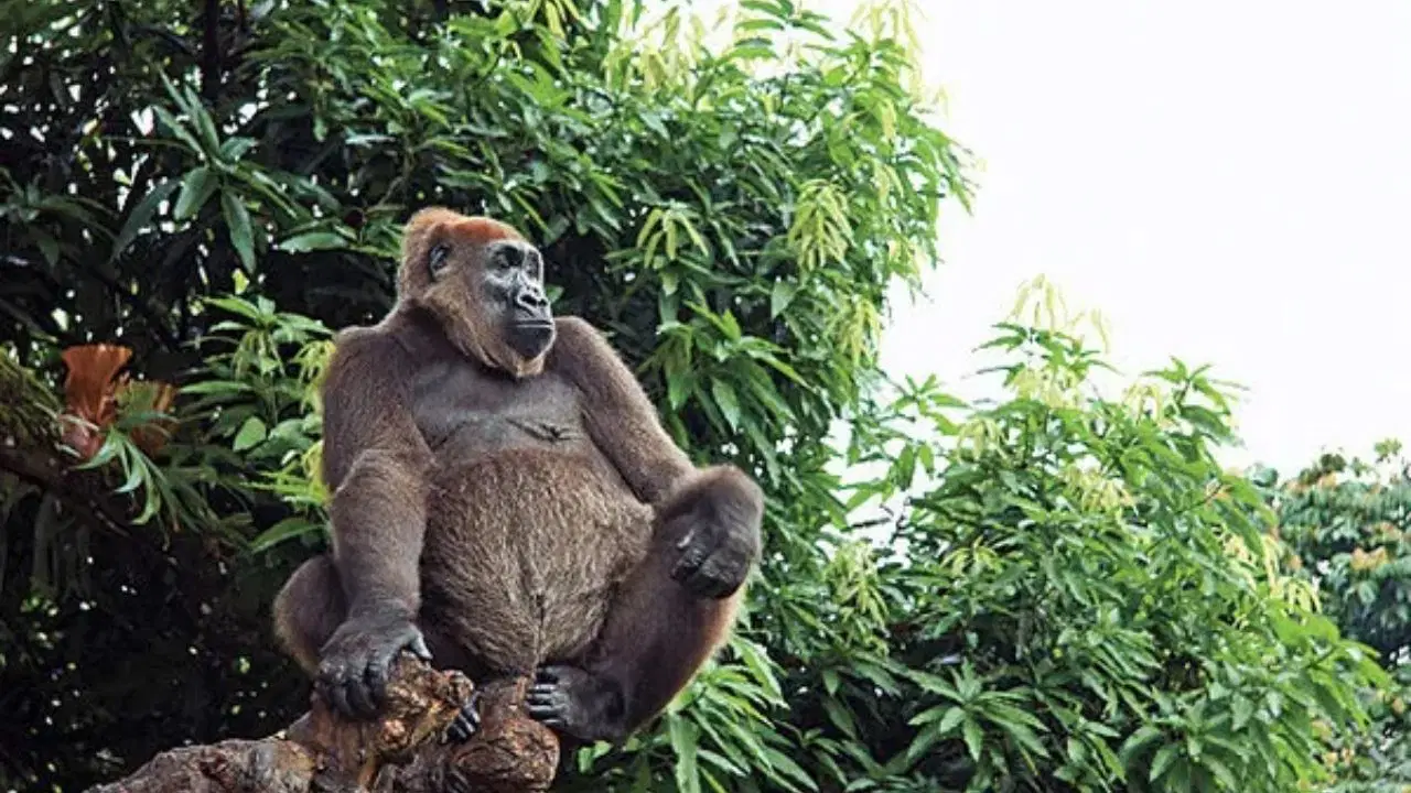 Dünya sessizce eksiliyor: Nesli tükenmekte olan 20 hayvan türü