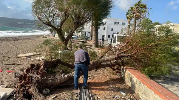 Bodrum'da ağaçlar devrildi: Feribot seferleri iptal edildi