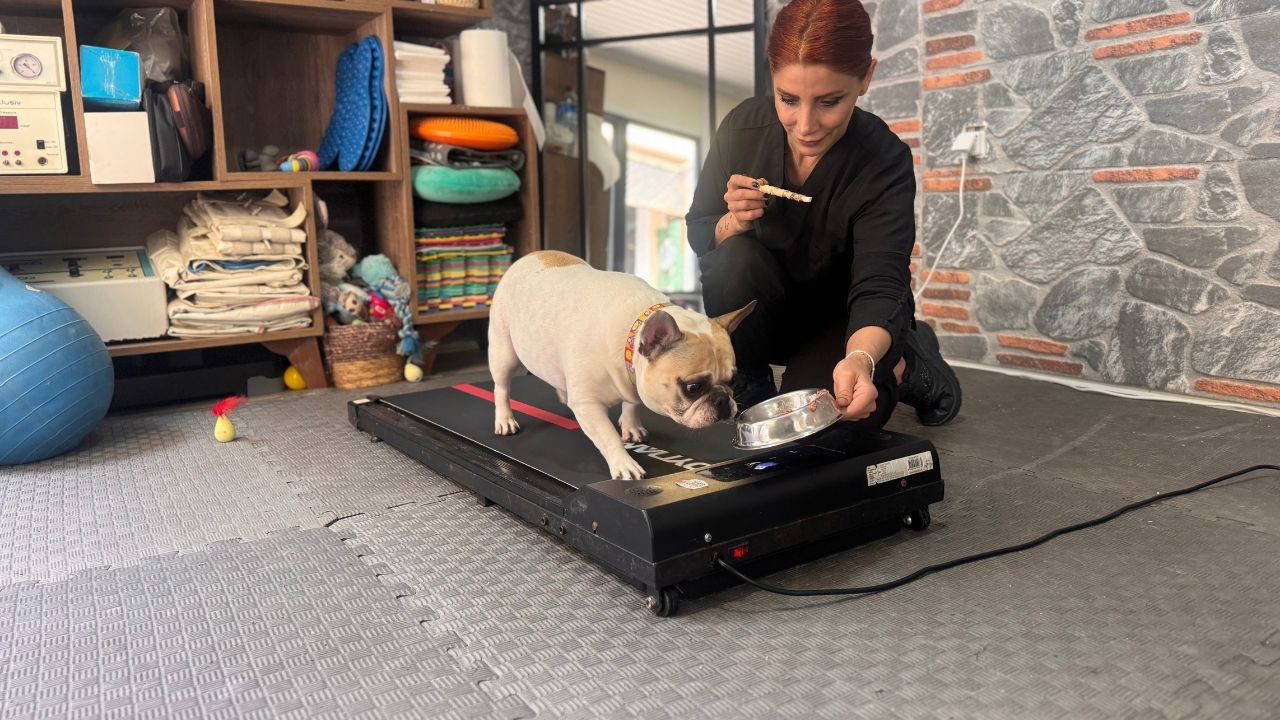 Obez köpek 'Ori' pilatesle zayıflıyor