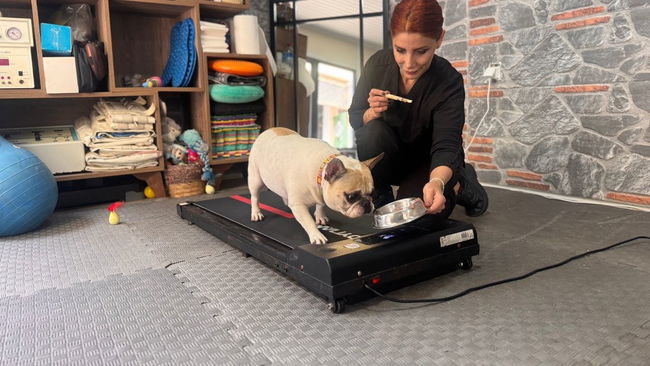 Obez köpek 'Ori' pilatesle zayıflıyor