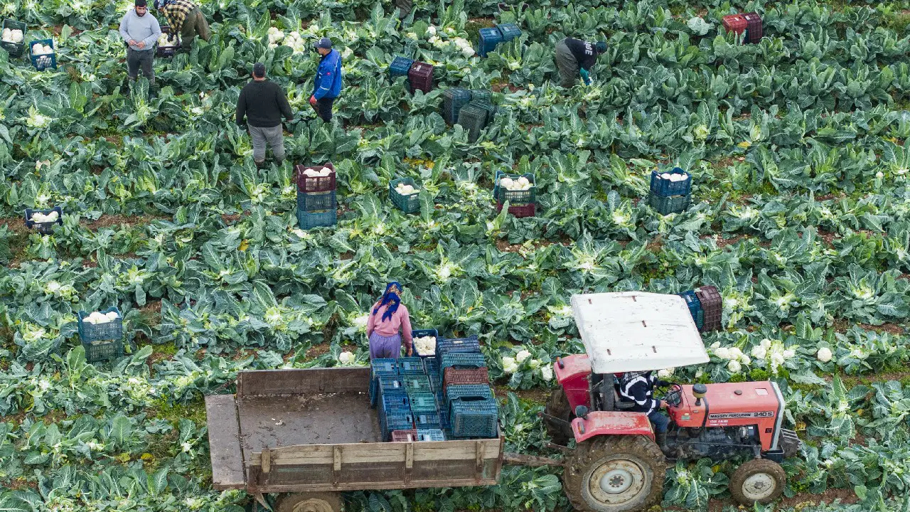 İzmir'de hasat telaşı başladı: 