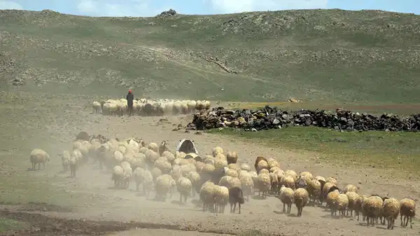 '10 yıl sonra çoban bulunmakta zorlanacağız'