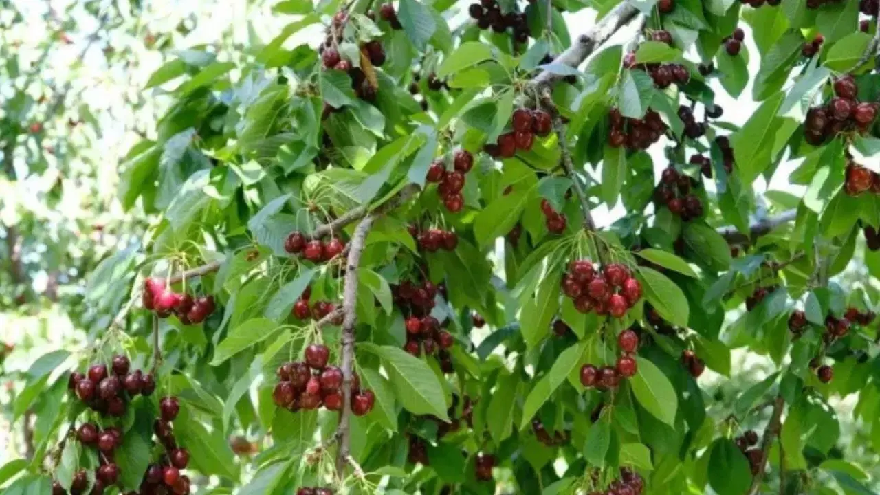 Erzincan'da zirai don: Rekolte düşüşü sonrası fiyatlar uçtu