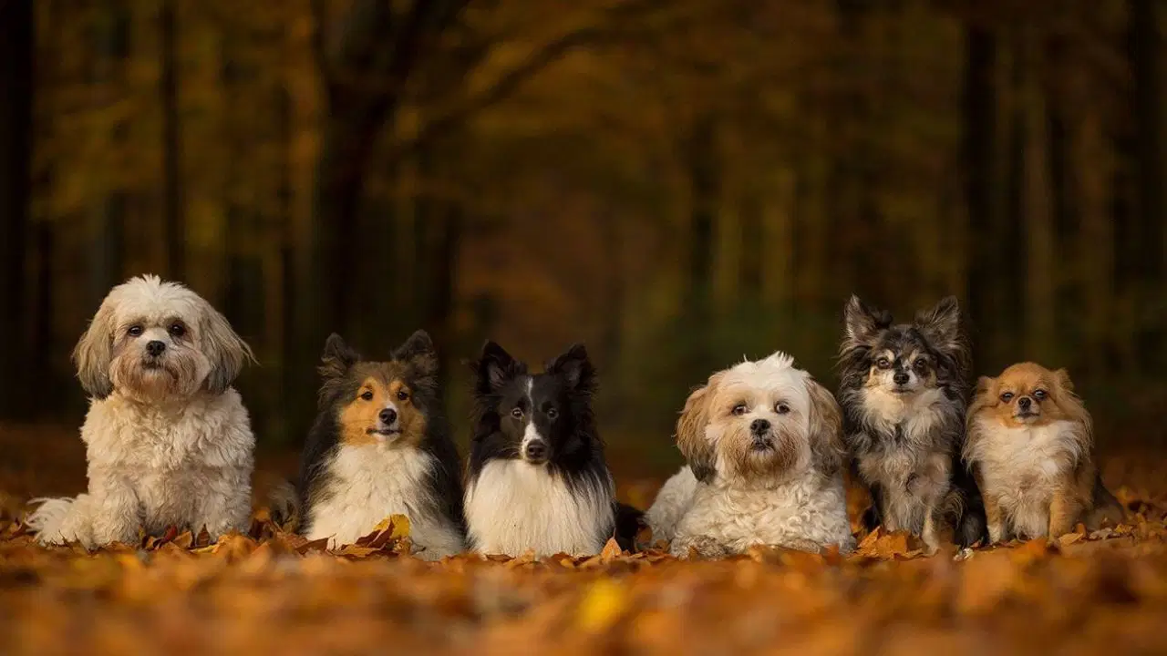 Bilim insanları köpeklerin tarihini yeniden yazıyor: Köpek ırklarında çeşitlilik 11 bin yıl önce başladı