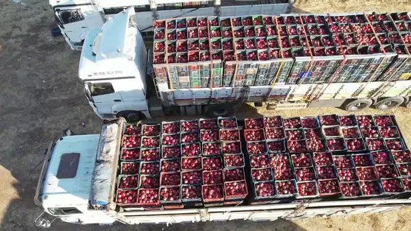Adıyaman'dan dünyanın 9 ülkesine ihraç ediliyor: Hasat başladı!