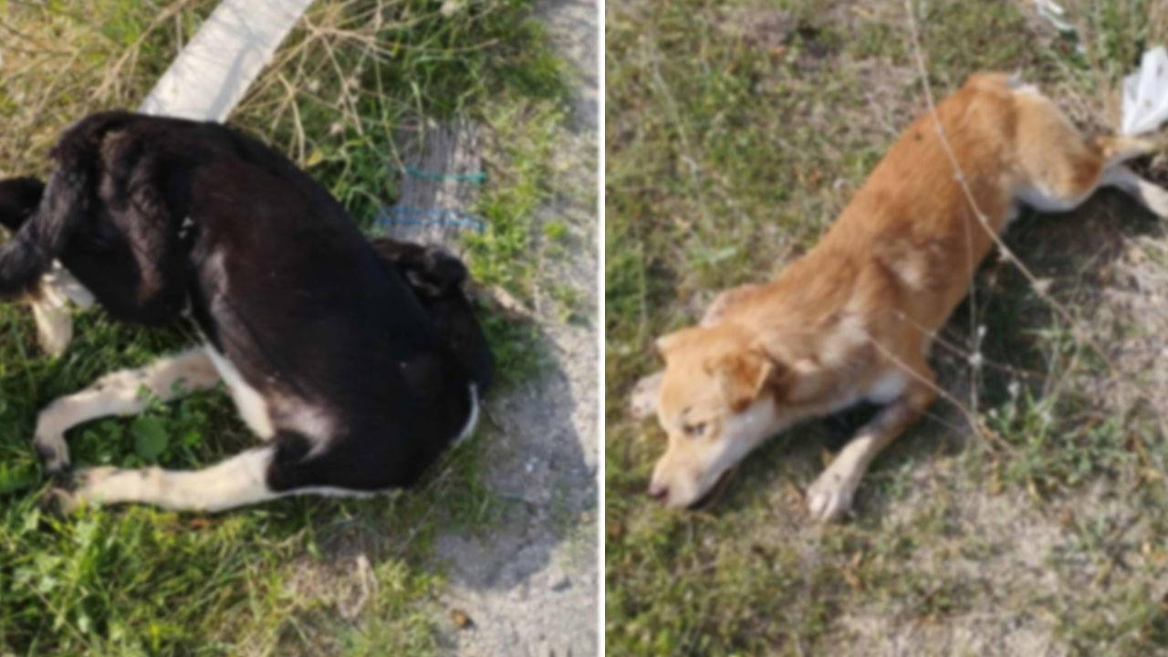 Denizli'de vahşet: Yol kenarında çok sayıda köpek ölü bulundu!