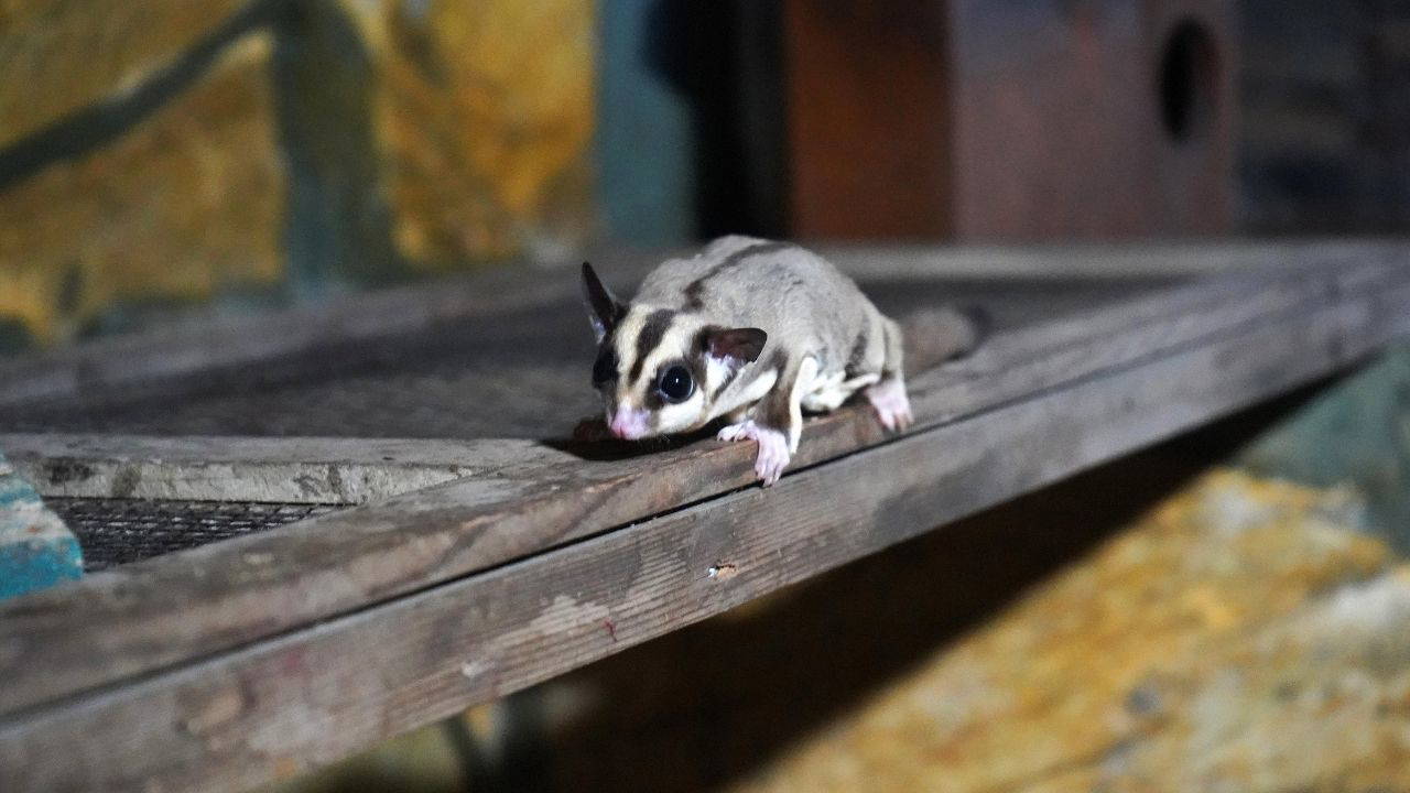 Kaçak bakılan 33 'uçan sincap' rehabilitasyona alındı