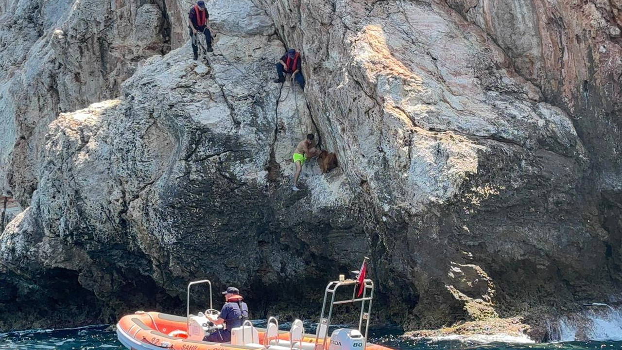 Kayalıklarda 3 gün mahsur kalan keçi kurtarıldı