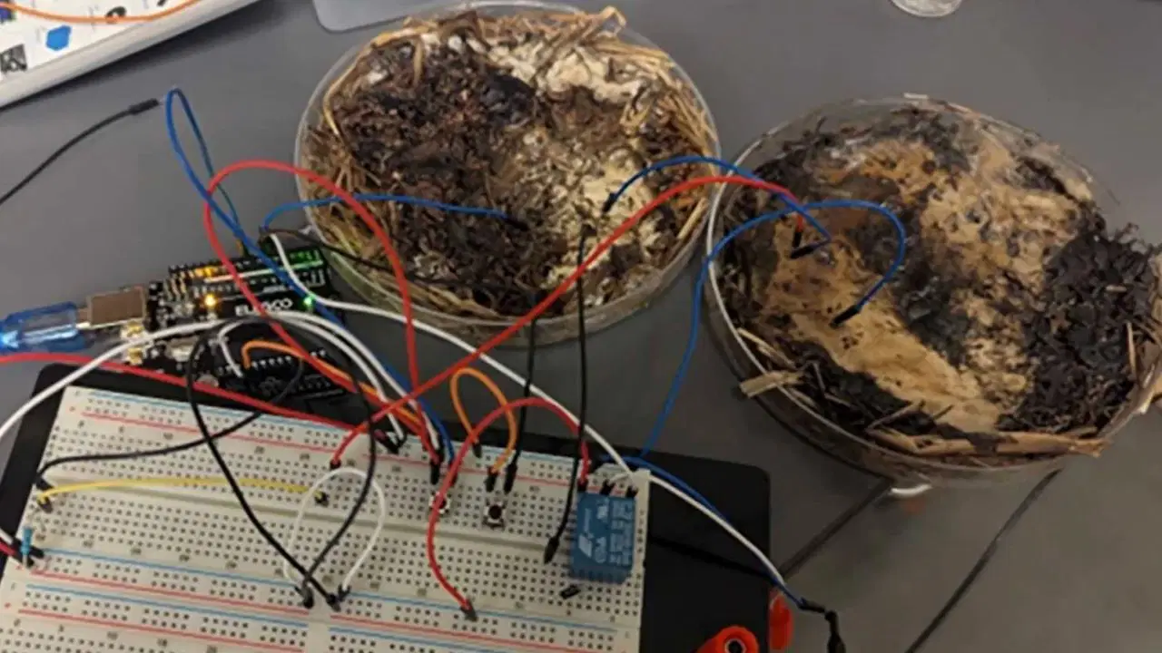 Organik bilgisayar bileşenleri! Mantardan bellek geliştirildi