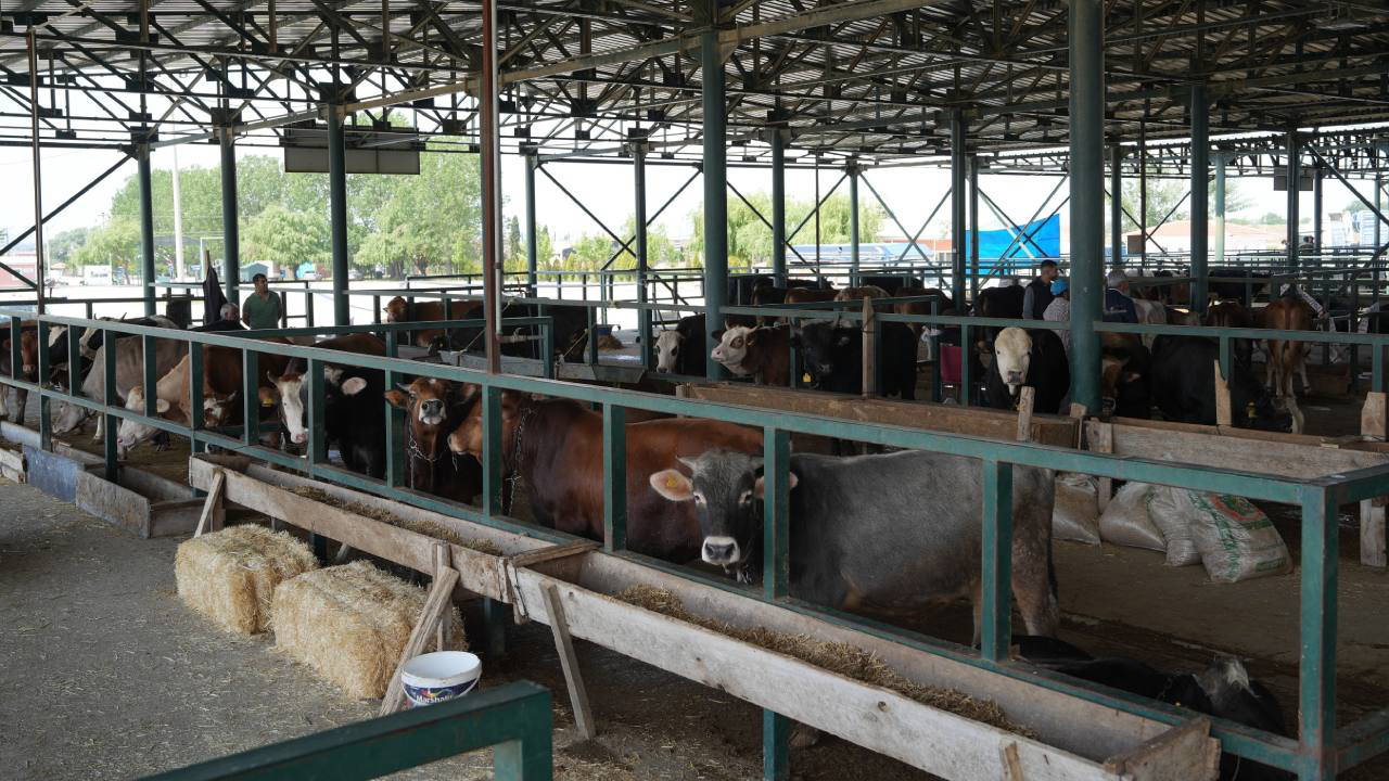 Eskişehir'de 'şap' alarmı... Hayvan pazarı kapatıldı!