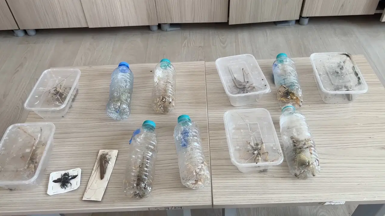 Nemrut Dağı'ndan 'çekirge' toplayan 2 kişiye 1,4 milyon lira ceza