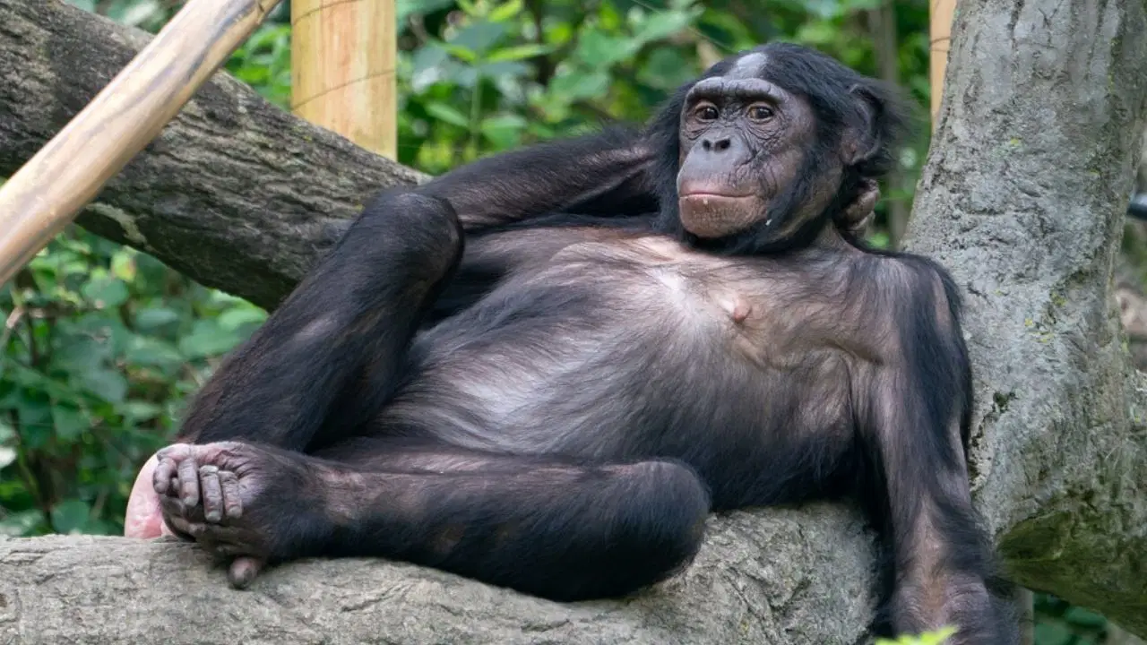 Bilim dünyasında ezber bozan deney: Boş bardaktan 'hayali' su içen Kanzi, insanlık tanımını değiştirdi!