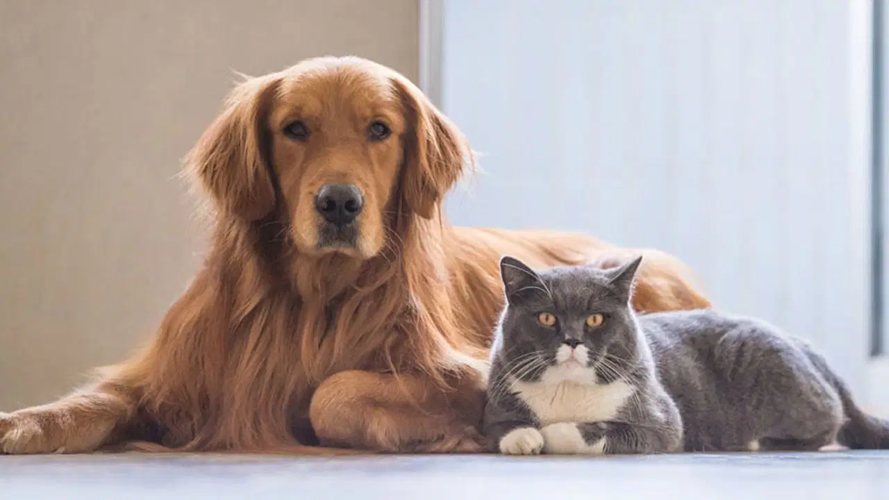 Evcil hayvanlar hastalık değil, ruh sağlığı getiriyor