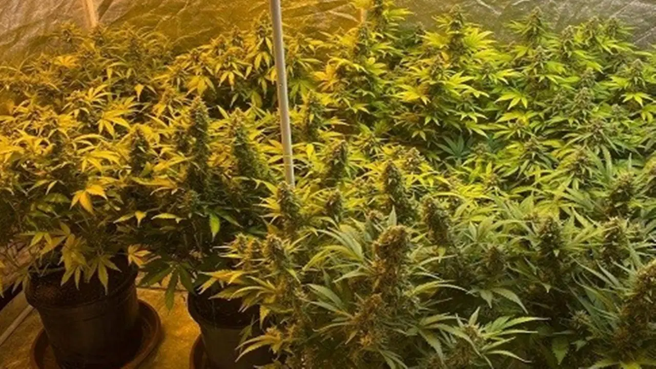 Köy evine 'skunk' operasyonu: 4 gözaltı