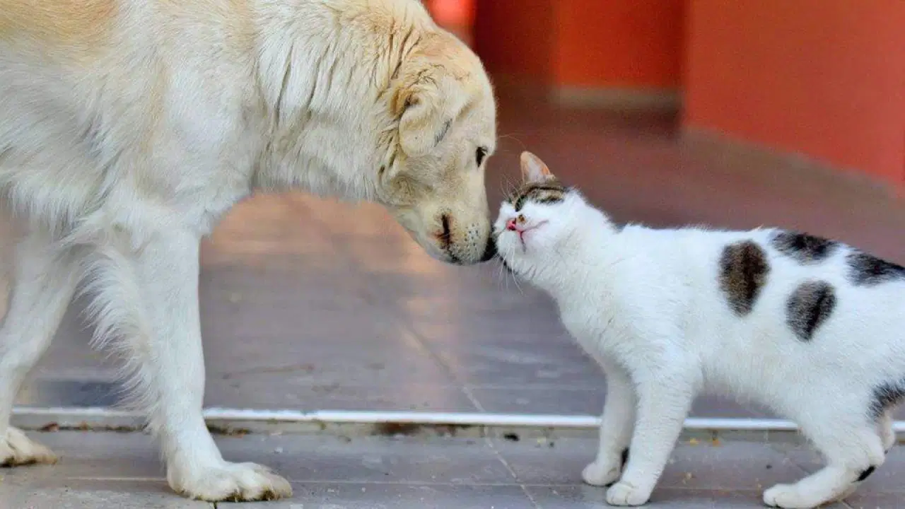 27 bin hayvanın toplatılması ‘başarıymış’