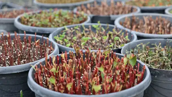 Safranbolu Belediyesi 90 bin çiçeğin tohumunu toprakla buluşturdu