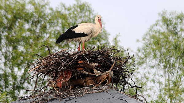 Leyleklere güvenli yuva